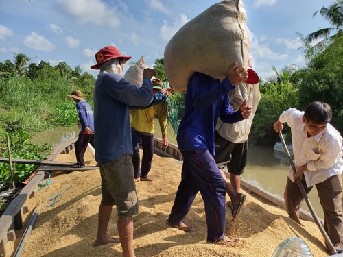 Mekong Delta farmers get bumper winter-spring crop - ảnh 2