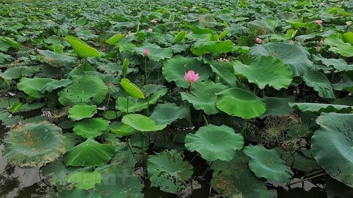 Lotus scented tea, a special treat of summer - ảnh 2
