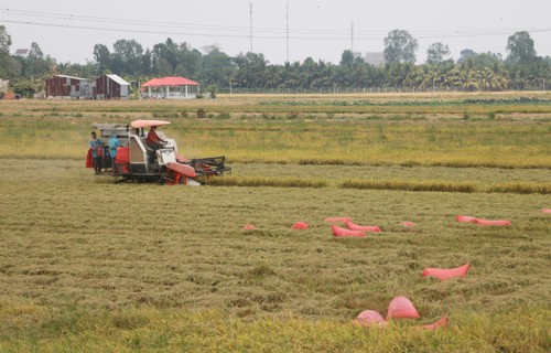 Farmers, enterprises in An Giang province connected for rice sales - ảnh 1