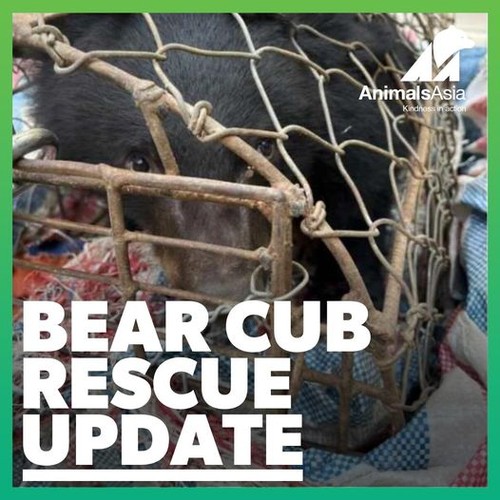 Moon bear cub rescued in Dien Bien province - ảnh 1