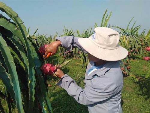 Binh Thuan dragon fruit receives Japan’s PGI - ảnh 1