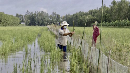 Hau Giang begins rice-field-based fish breeding as flood season comes - ảnh 1