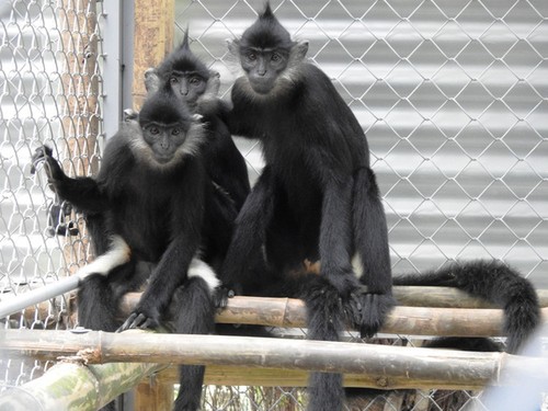 First Delacour's langur baby born in Trang An complex - ảnh 1