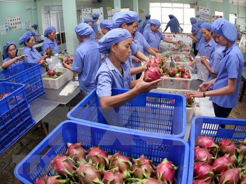 EU remains promising market for Vietnamese fruits - ảnh 1