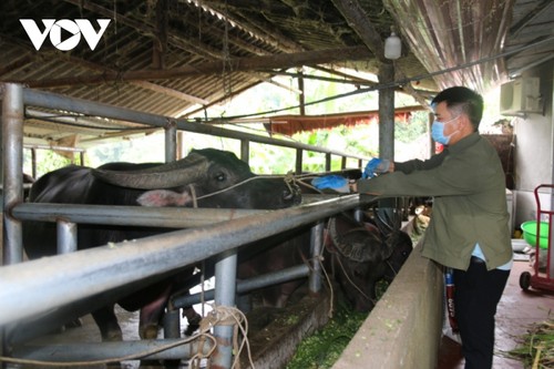 Forest economy combined with cattle farming helps farmers in Yen Bai get rich - ảnh 1