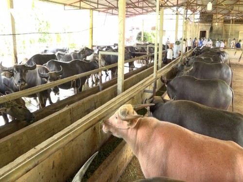 Forest economy combined with cattle farming helps farmers in Yen Bai get rich - ảnh 2