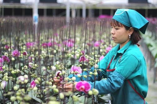 Hanoi targets smart agriculture development - ảnh 2