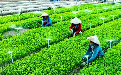 Vietnam promotes cooperation for sustainable agricultural development - ảnh 1