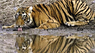 India sees record tiger deaths in 2021 - ảnh 1