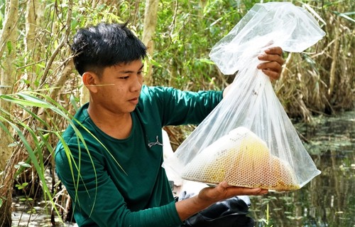High-tech develops beekeeping in U Minh Ha forest - ảnh 1