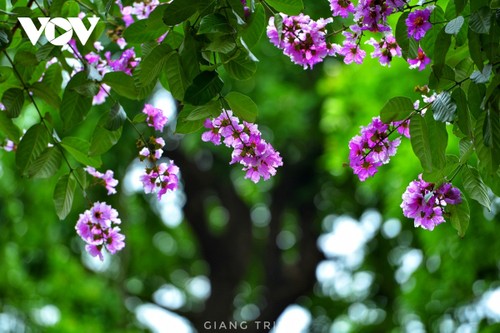 Emergence of blossoming crape myrtle flowers in Hanoi marks arrival of summer - ảnh 11