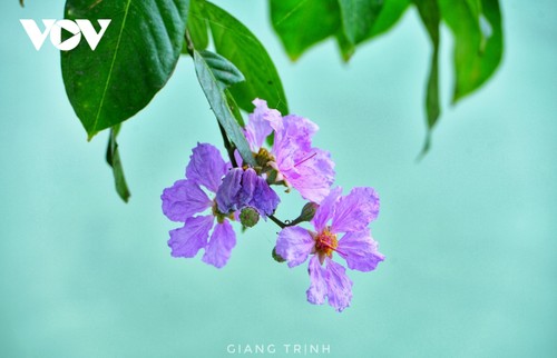 Emergence of blossoming crape myrtle flowers in Hanoi marks arrival of summer - ảnh 12