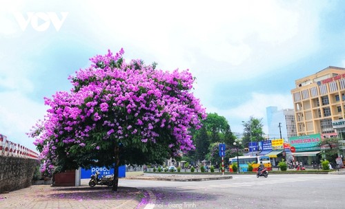 Emergence of blossoming crape myrtle flowers in Hanoi marks arrival of summer - ảnh 1