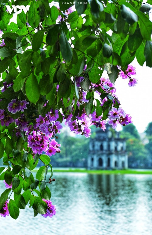 Emergence of blossoming crape myrtle flowers in Hanoi marks arrival of summer - ảnh 3