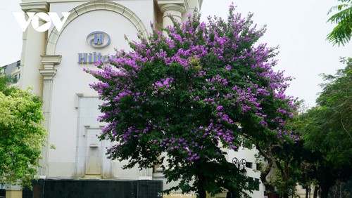 Emergence of blossoming crape myrtle flowers in Hanoi marks arrival of summer - ảnh 4