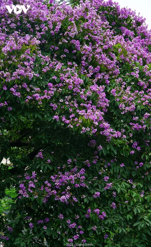 Emergence of blossoming crape myrtle flowers in Hanoi marks arrival of summer - ảnh 8