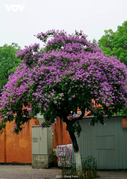 Emergence of blossoming crape myrtle flowers in Hanoi marks arrival of summer - ảnh 9