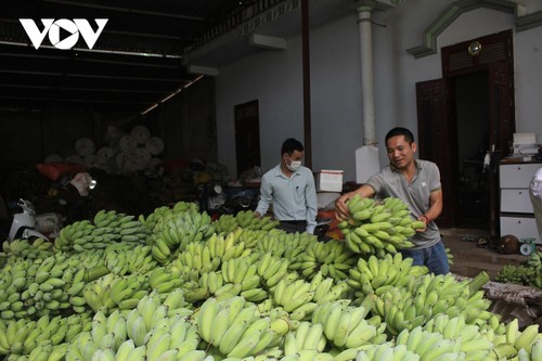 People in Muong La district, Son La province, develop thick banana trees - ảnh 1
