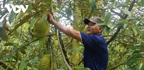 Long An exports durian via official channels - ảnh 2