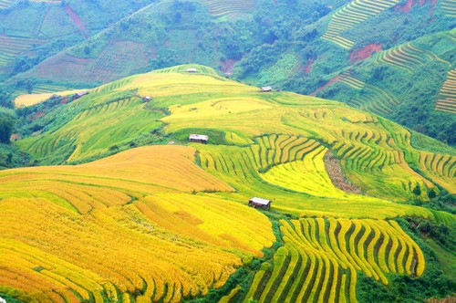 Terraced fields produce prosperous harvests - ảnh 1
