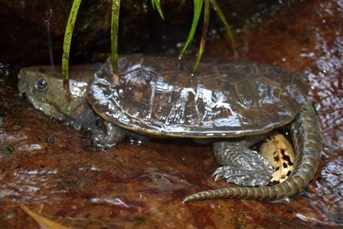 Rare turtles found in Vietnam’s Pu Hu nature reserve - ảnh 2