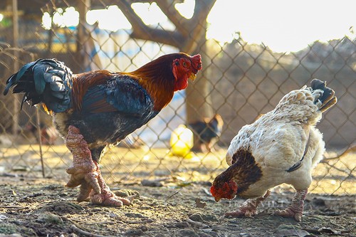 Dong Tao chickens produce strong profits for Hung Yen farmers  - ảnh 1