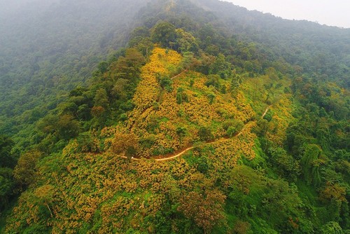 Brilliant tree marigolds in Ba Vi mountain - ảnh 1