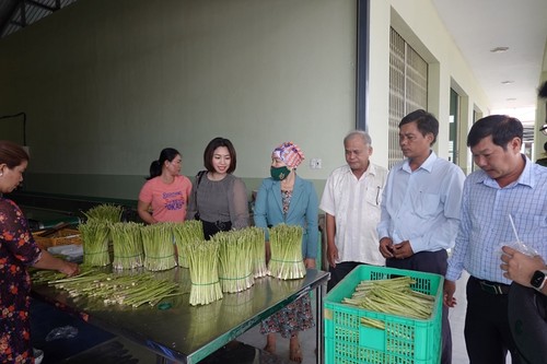 Farmers in Ninh Thuan province make fortune from growing asparagus   - ảnh 1
