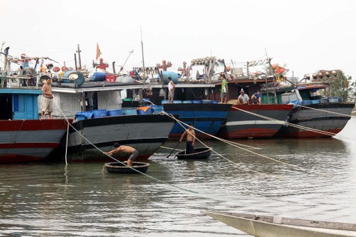 “Green ports” increase Thua Thien-Hue’s fishery product values - ảnh 1