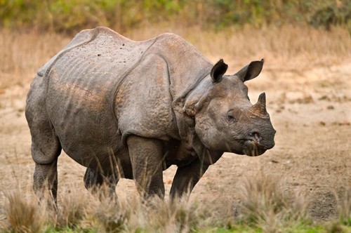2022 records no rhino poaching in Assam, India - ảnh 1