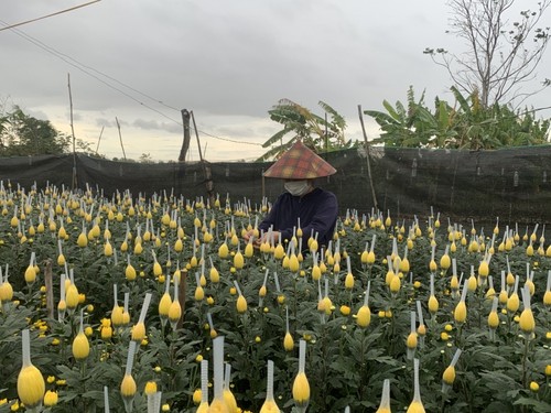 Flower villages busy for Tet holiday - ảnh 2