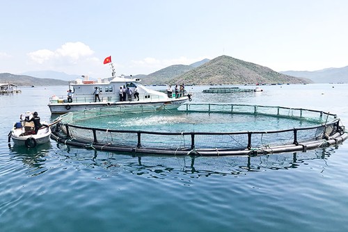 Vietnam develops large-scale aquaculture - ảnh 1
