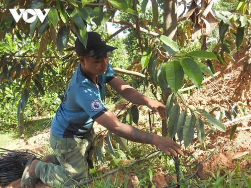Technology help farmers in Kon Tum province improve productivity  - ảnh 1
