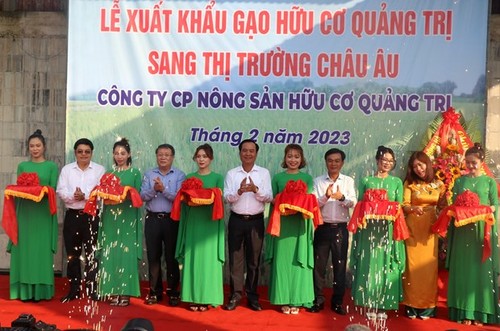 Quang Tri exports first batch of organic rice to EU - ảnh 1