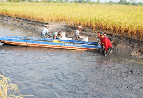 Ca Mau improves efficiency of shrimp-rice farming model  - ảnh 1