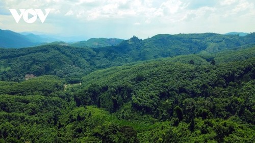 Vietnam works toward sustainable afforestation  - ảnh 1