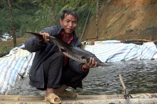 Cold-water fish farming helps ethnic people escape poverty in Lai Chau - ảnh 2