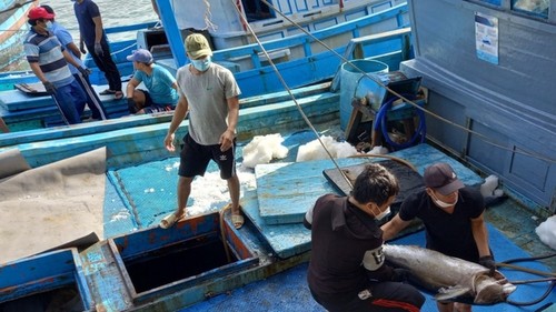 Government establishes national fund for fishery development in Khanh Hoa - ảnh 1