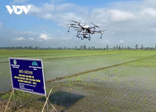 Quang Tri sends first shipment of organic rice to Europe  - ảnh 2