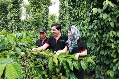 Nestle helps 21,000 farmers in Vietnam shift to regenerative agriculture - ảnh 1