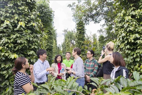 Project on sustainable pepper production in Central Highlands under review - ảnh 2