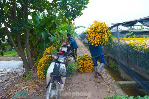 Preparations underway at Tay Tuu flower village ahead of Tet - ảnh 10