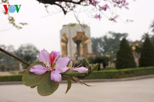 Le Nord-Ouest au sein de Hanoi - ảnh 4