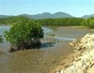 A la découverte des mangroves de Khanh Hoà - ảnh 1