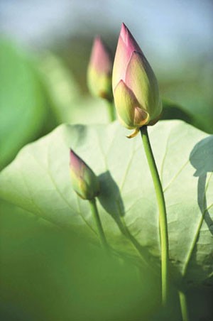 Le photographe Tran Bich et les lotus - ảnh 1