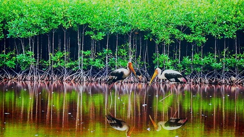 Parc national de Mui Ca Mau - nouveau site Ramsar du monde - ảnh 1