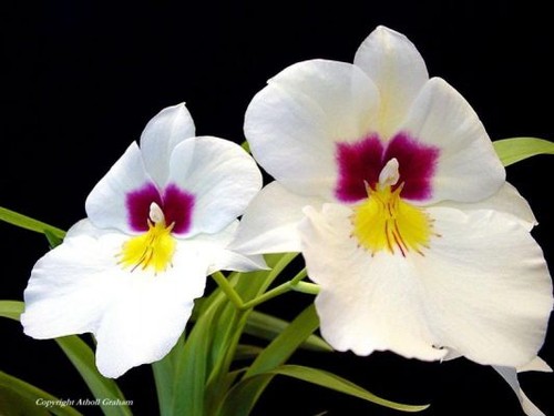 Orchidée - la reine des fleurs - ảnh 2