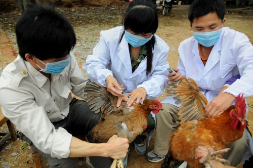 Localités vietnamiennes intensifient la prévention et lutte contre les risques de la grippe aviaire - ảnh 1