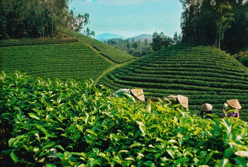 La valeur d’exportations du thé a atteint 37 millions de dollars  - ảnh 1