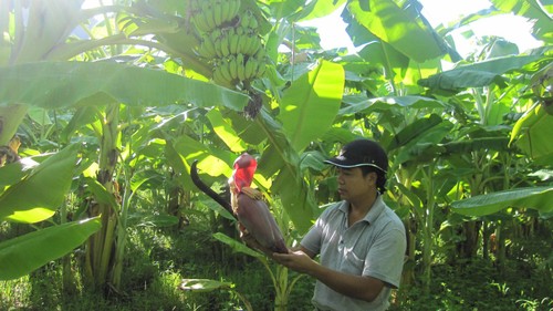 Yên Châu plante des bananiers pour sortir de la pauvreté - ảnh 1